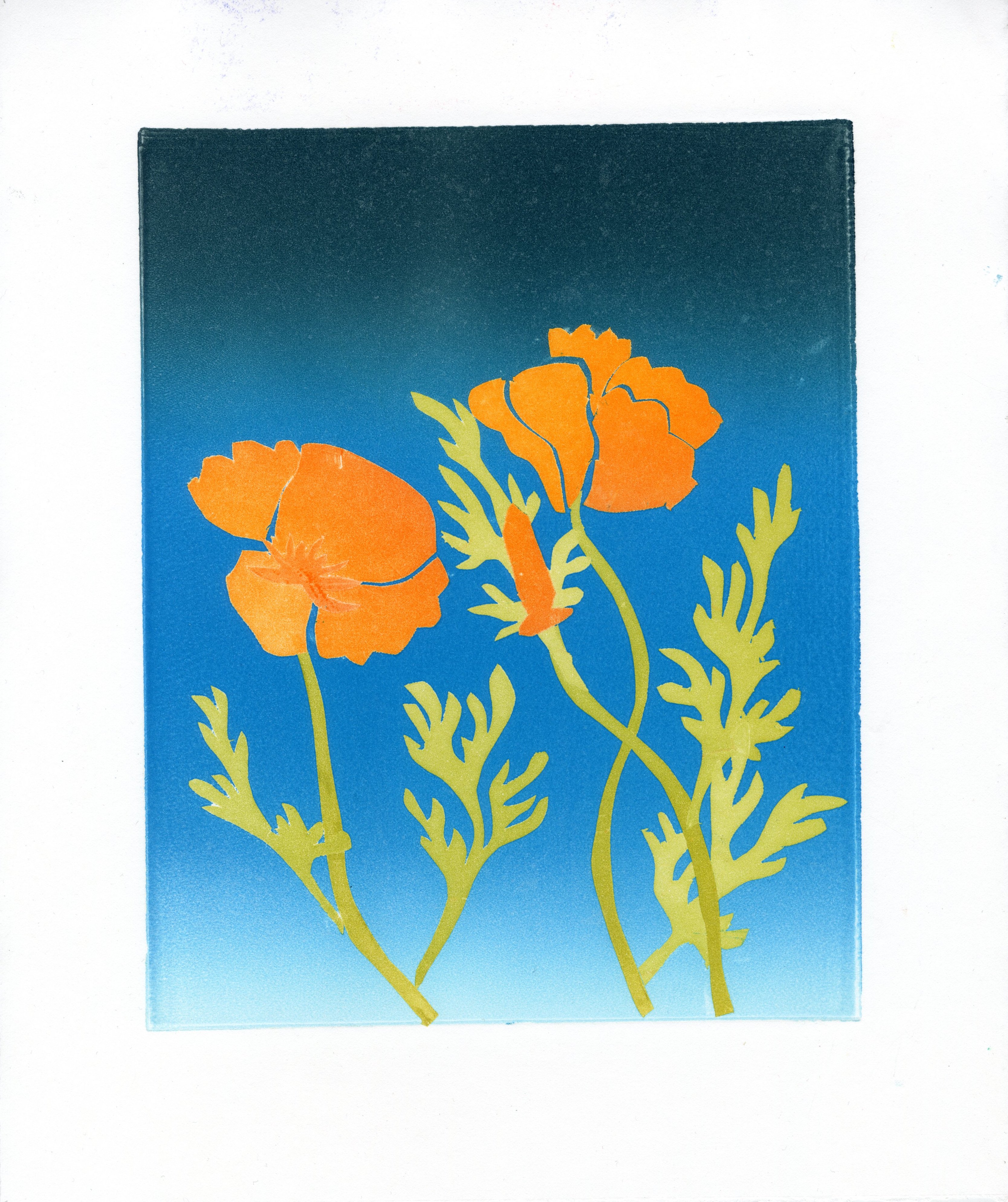 print of california poppies